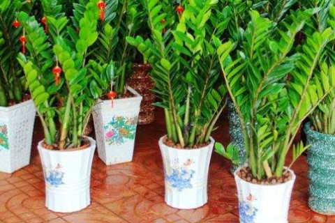 辦公室旺財聚財的風水植物