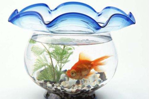 家里魚(yú)缸的擺放禁忌