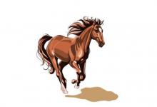 屬馬人的婚姻與命運怎么樣