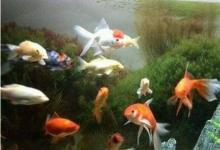 在辦公室養(yǎng)魚幾條數(shù)目?jī)?yōu)秀