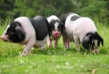 屬豬人什么時(shí)辰出生命好