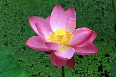 辦公室擺放什么植物催財(cái)運(yùn)