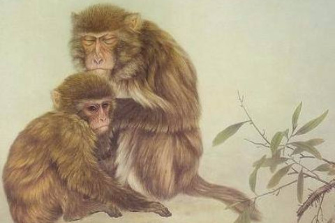 哪天出生的屬猴人命好