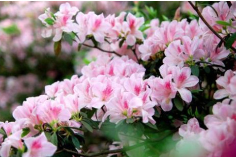 夢見鮮花代表什么意思