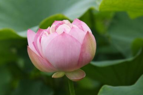 農歷六月二十五日出生的人運勢如何