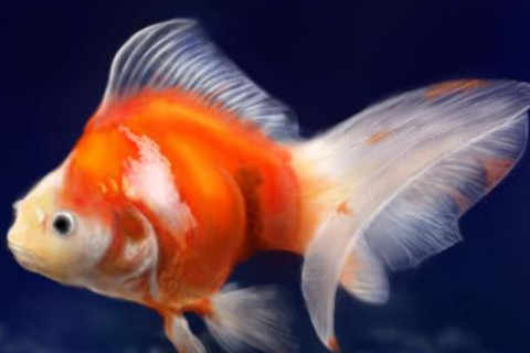 夢見魚