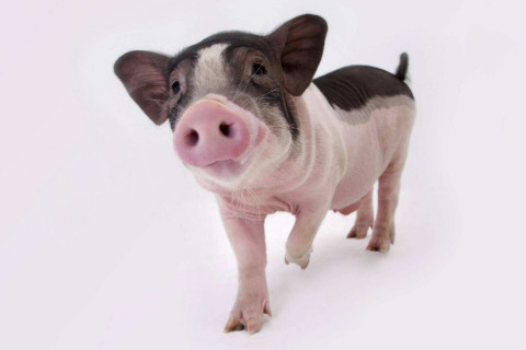 屬豬人的霉運是在什么時候