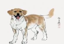 女生屬豬男生屬狗婚配如何 各方面合適嗎？