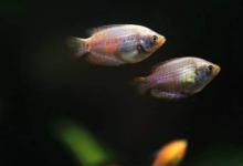 夢見金魚