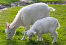 1991年屬羊人2021年運程 牛年命運如何