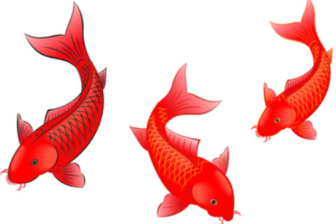 夢見紅魚