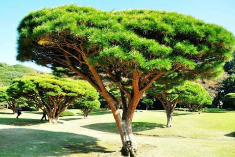 家門口栽松柏樹風水