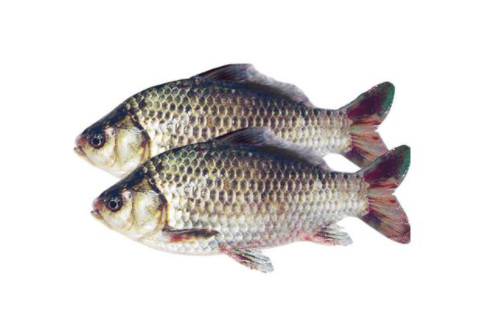 孕婦夢見鯽魚
