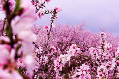 桃花擺放風(fēng)水禁忌