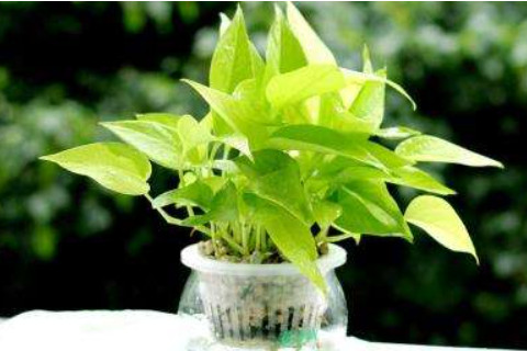 家里養(yǎng)什么綠植風(fēng)水好