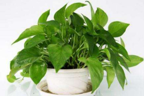 辦公室適宜擺放的植物