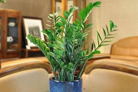 室內(nèi)的植物枯萎風(fēng)水