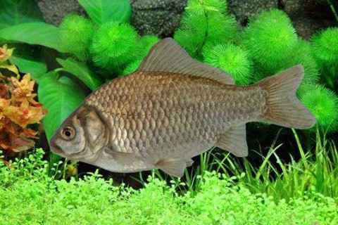 夢見鯽魚