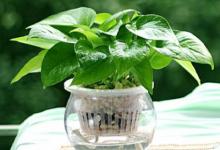 辦公室植物擺放風水禁忌