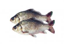 孕婦夢見鯽魚