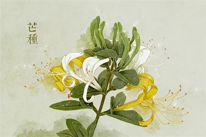 1985年芒種出生屬牛人命運如何，屬牛人婚配解析！