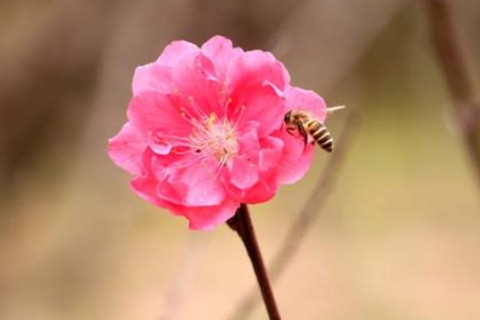 家中擺放什么招桃花運？