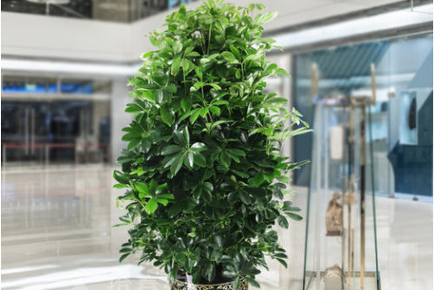 八方來財樹說法和風水知識