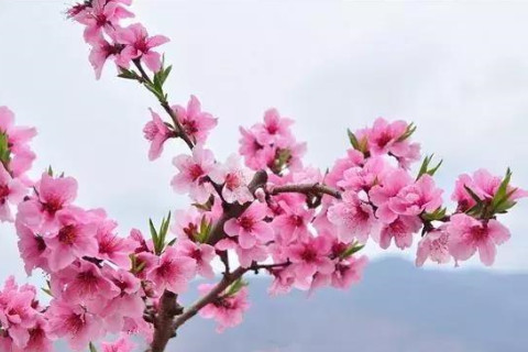 八字看你何時(shí)會(huì)走桃花運(yùn)？