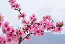 八字看你何時會走桃花運？