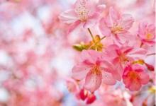 桃花運是什么意思？特點是什么？