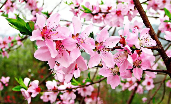 八字婚配，桃花知識_八字分析桃花_生辰八字桃花