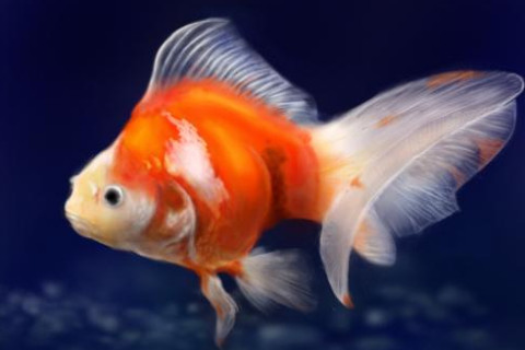 夢見魚吃人是什么意思?