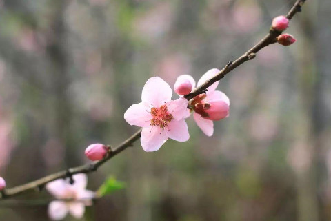 什么風水招桃花？