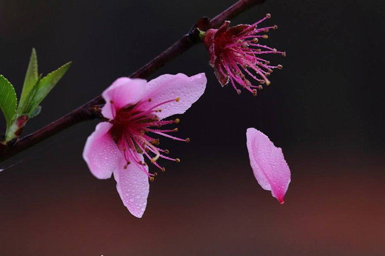 算命桃花準(zhǔn)_算命桃花未_八字桃花算命