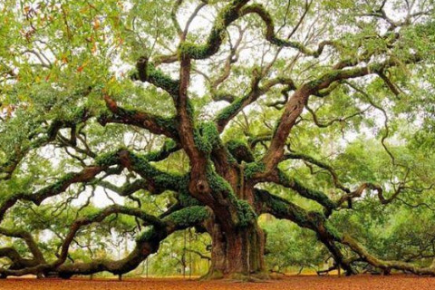 夢見樹是什么意思?