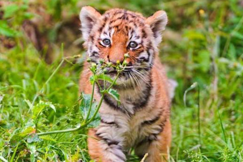 做夢夢見老虎是什么意思?