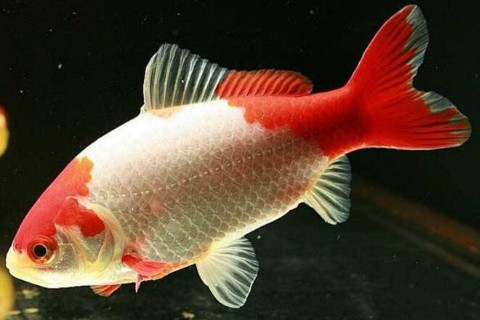 夢見魚的預兆是什么？