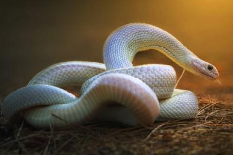 女人夢(mèng)見三條蛇預(yù)示著什么?