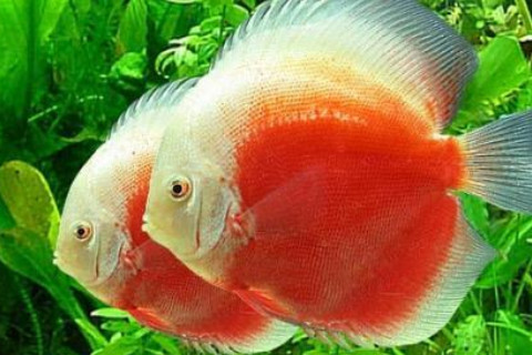 夢(mèng)見魚吃人是什么預(yù)兆？