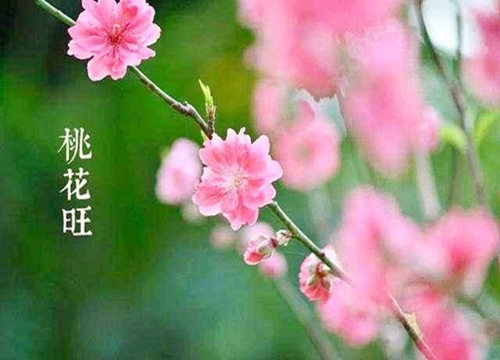 八字桃花測算