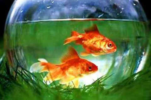 養(yǎng)魚風(fēng)水禁忌和作用