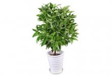 平安樹擺放禁忌和風水作用