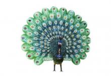 女人夢見孔雀開屏是什么意思？