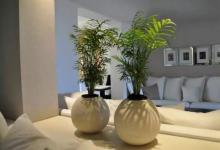 室內植物風水布局講究