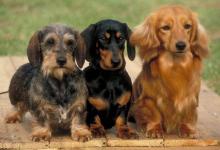 夢見狗死了是什么意思?