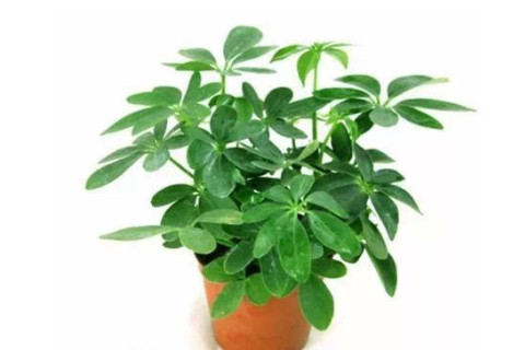 十二生肖適合種植什么植物？