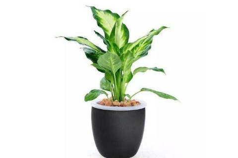門口擋煞植物有哪些？