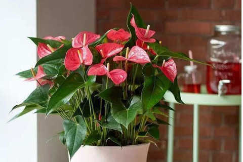 家里擺放什么植物財運好？