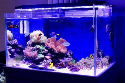 如何在辦公室擺放魚缸風水好？