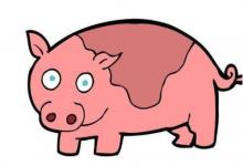 屬豬跟屬雞人戀愛好不好?